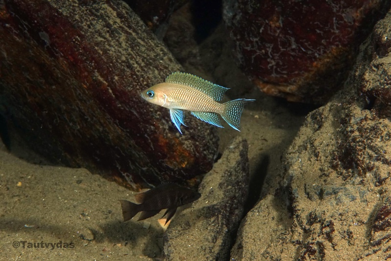 Neolamprologus sp. 'princess kekese' Kekese